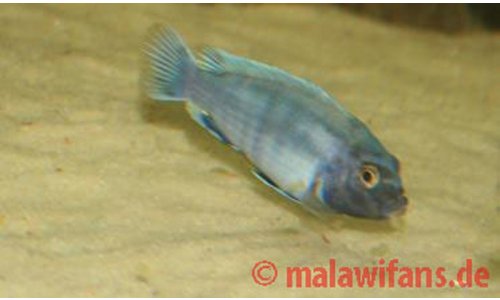 Pseudotropheus polit